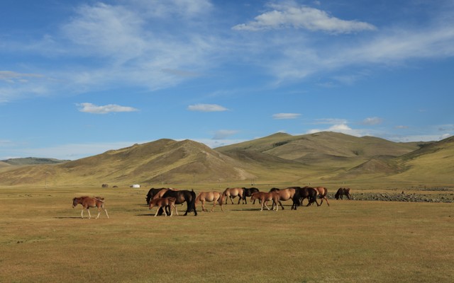 Horses in a steppe