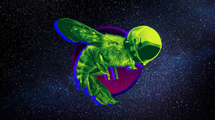 An illustration of a helmet-wearing bee hovering in space