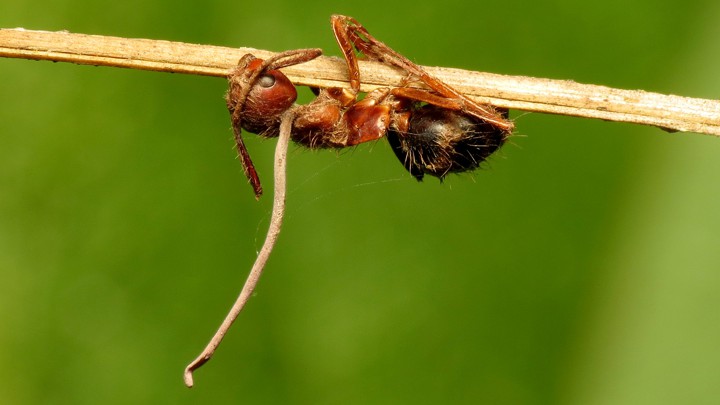 The stalk of a fungus extends out of an ant's head