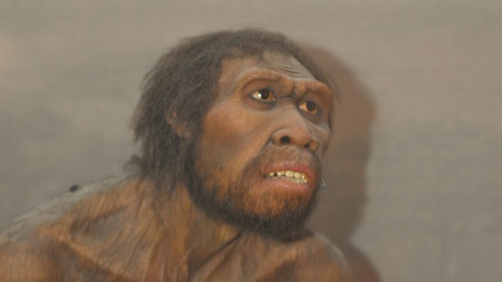An artist's impression of <em>Homo Ergaster</em>