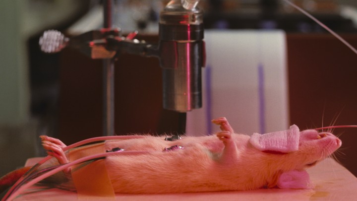 A white rat laying on its back with wires connected to it