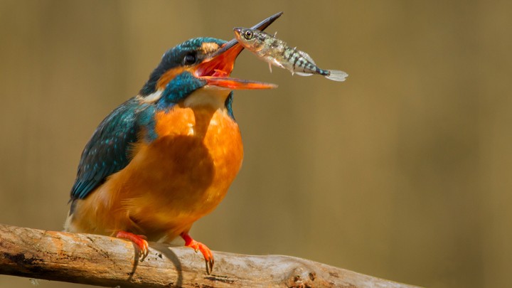 A kingfisher catching a stickleback