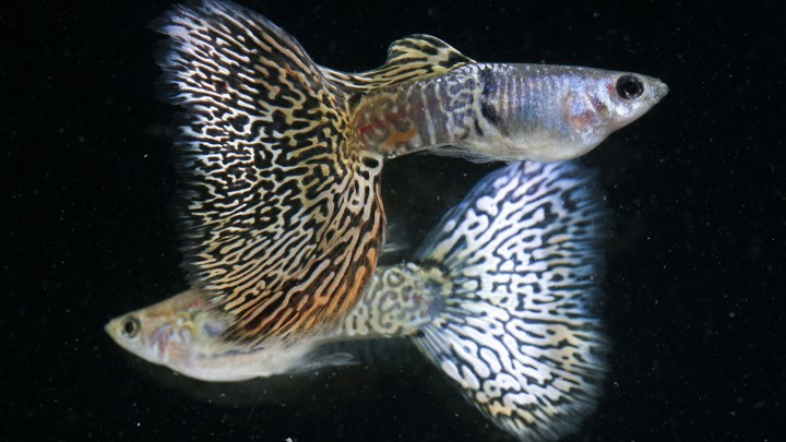 A pair of metal yellow lace guppies, one with a black eye and one with a silver eye.