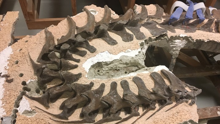 A Gorgosaurus neck in a "lasagne of materials."