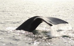 The tail of a right whale rises out of the ocean.