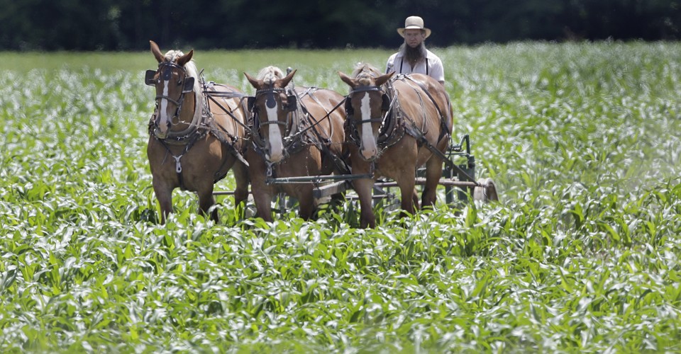 The Amish Farmers Reinventing Organic Agriculture The Atlantic
