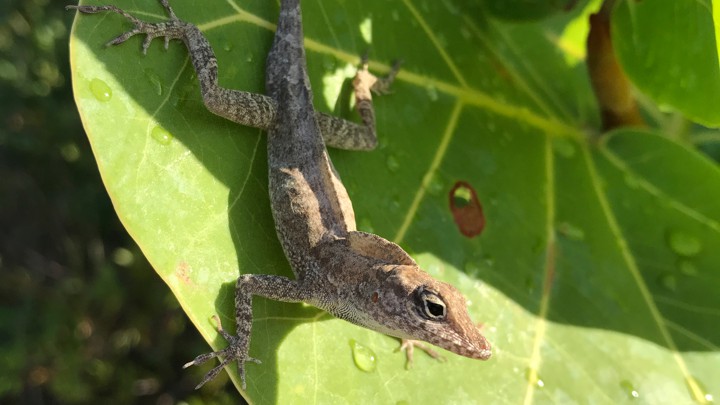 The Turks and Caicos anole