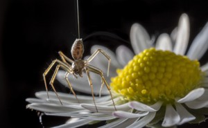 The Entire Black Widow Spider Is A Sensor The Atlantic