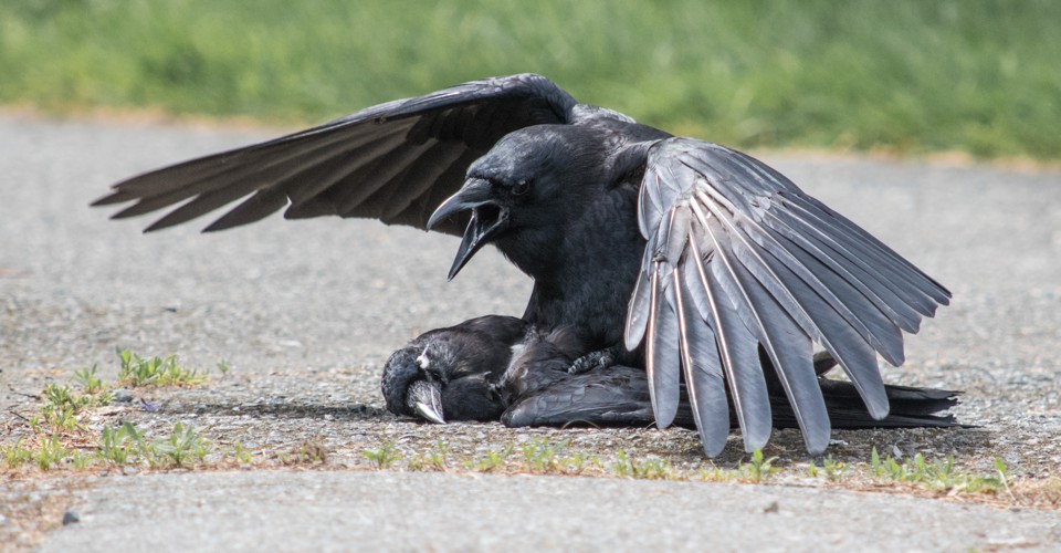 Crows Sometimes Have Sex With Their Dead - The Atlantic