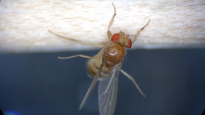 A fruit fly stuck to a dowel, thanks to the parasitic fungus inside it.