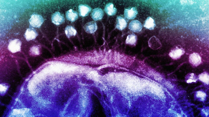How Viruses Cooperate to Defeat CRISPR - The Atlantic