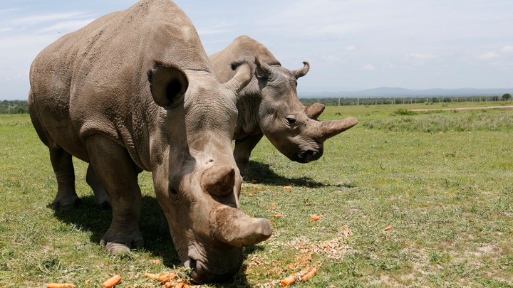 Two northern white rhinos