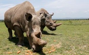 Two northern white rhinos