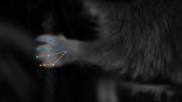 A mouse reaches for a lever.