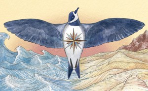 An illustration of a ringed storm petrel with its wings spread over both desert and sea