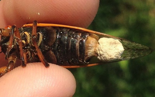 A cicada infected by Massospora