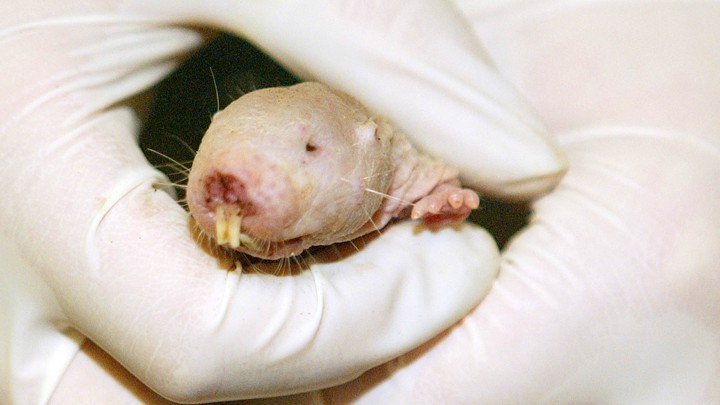 A naked mole rat