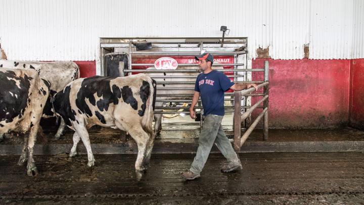 cows at tullando farms in vermont