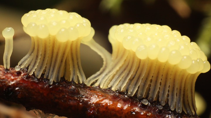 A collection of slime-mold spores
