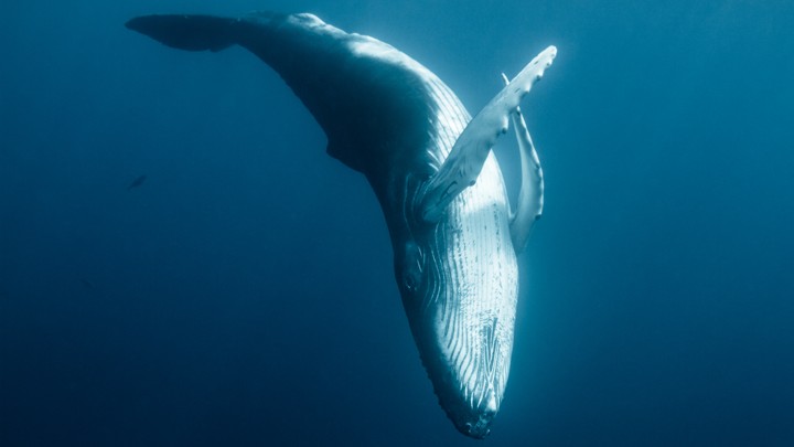 A humpback whale