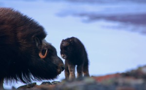 A newborn musk ox and its mother in the Arctic