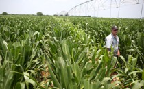 A farmer inspects his crop in Limpopo, South Africa.