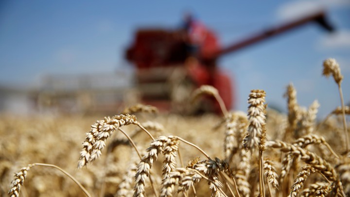 A field of wheat with a combine harvester in the background