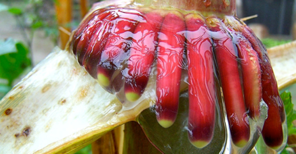 The Indigenous Mexican Corn That Uses Air as Fertilizer - The Atlantic