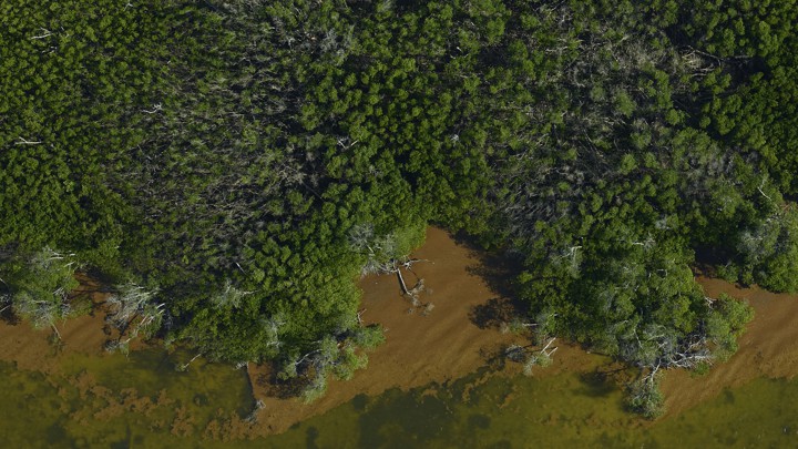 An aerial photo of trees along a coast