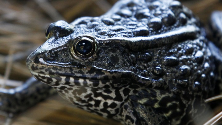 A dusky gopher frog