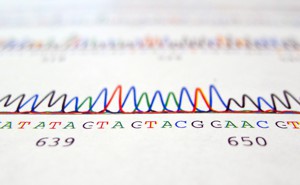 A chart of DNA nucleotide bases