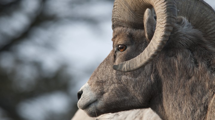 A bighorn sheep in Yellowstone National Park