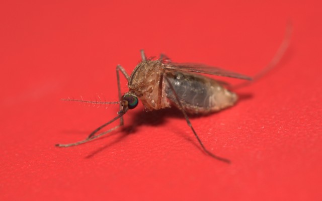 A mosquito against a red background