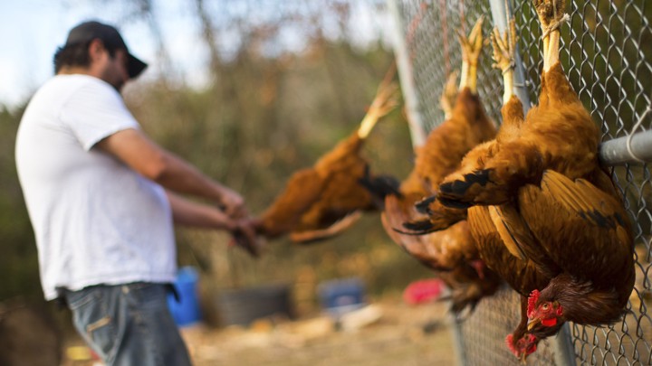 A man slaughters chickens hung on a fence
