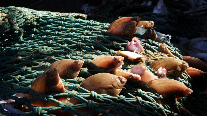 Little soles caught by a trawler in the North Sea.