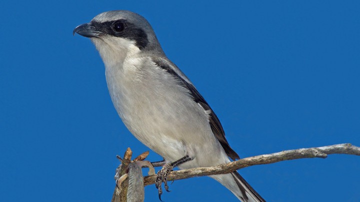 A loggerhead shrike