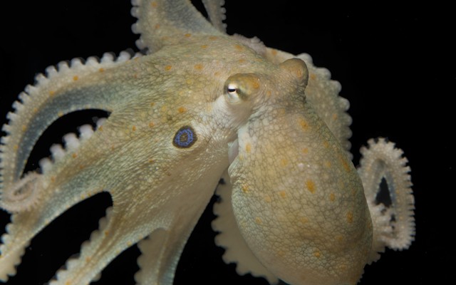 A Californian two-spot octopus