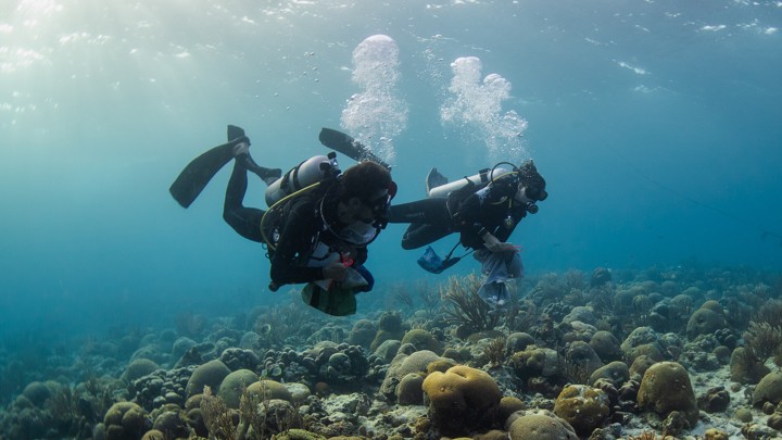 Two scuba divers swim along a coral reef.