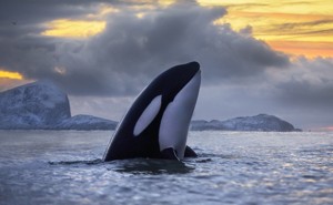 A killer whale in Norway