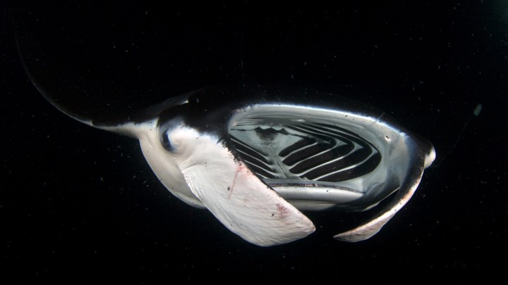 A manta ray