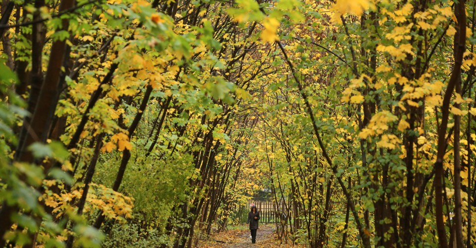 How Planting Trees Affects Climate Change The Atlantic