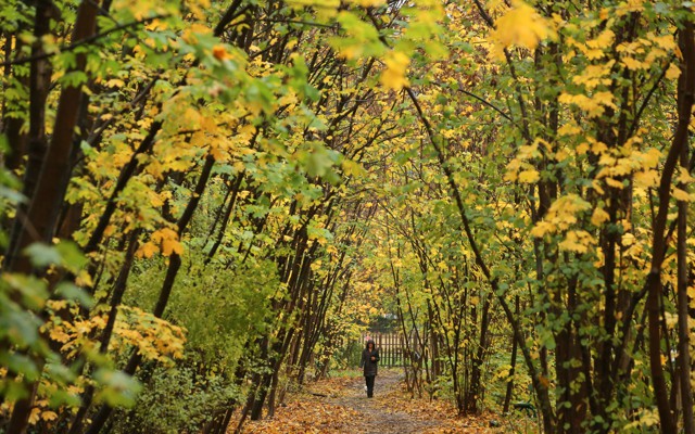 A woman walks on a densely wooded path.