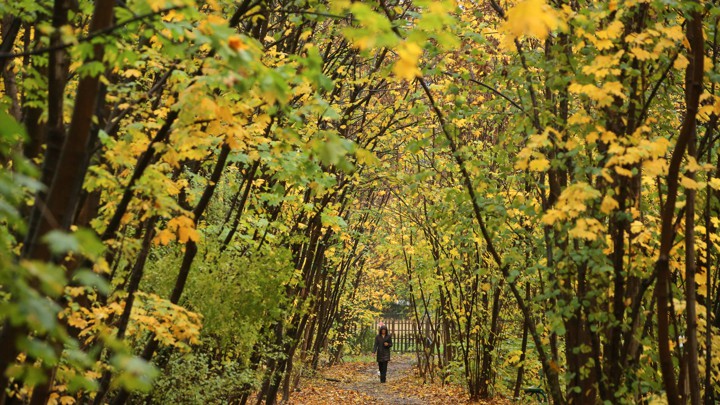 A woman walks on a densely wooded path.