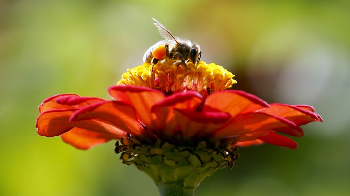 bees went silent during the 2017 total solar eclipse the atlantic