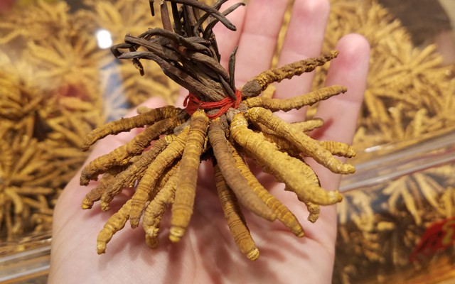 A handful of caterpillar fungus
