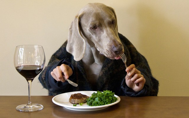 A dog wearing a sweater uses a fork and knife.