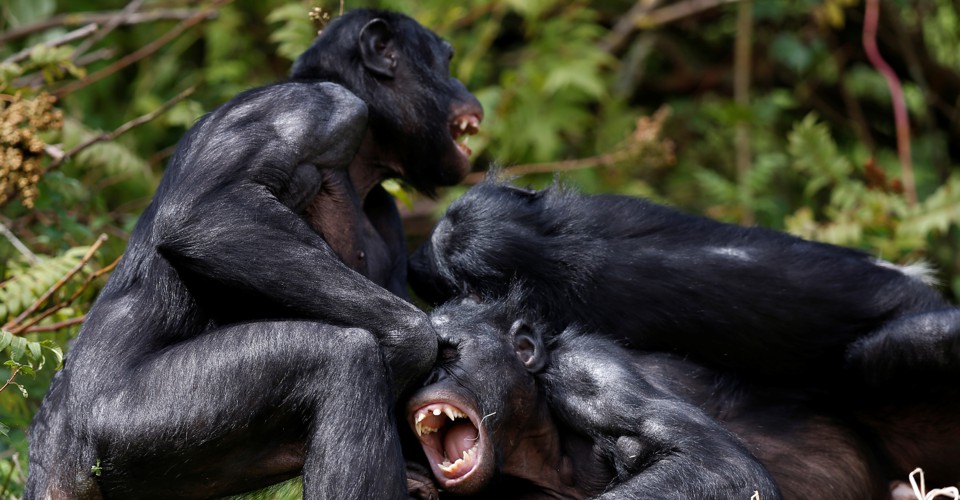 bonobos force males, females, chimps, Male bonobos, younger bonobos, me.Fem...