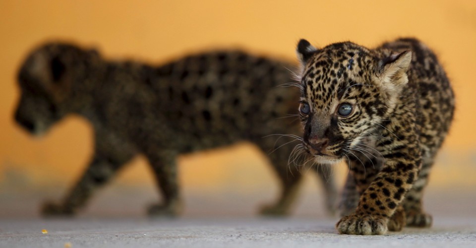 The Maya Kept Jaguar Zoos For Centuries