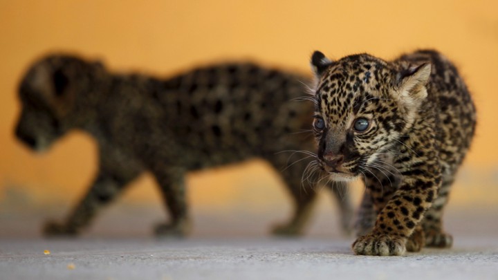 Four-week-old jaguars