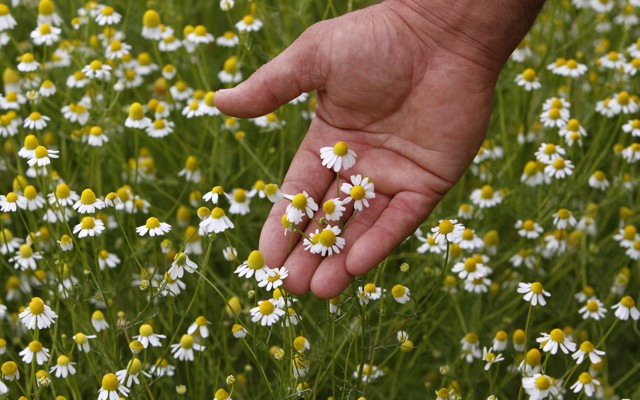 A chamomile plantation